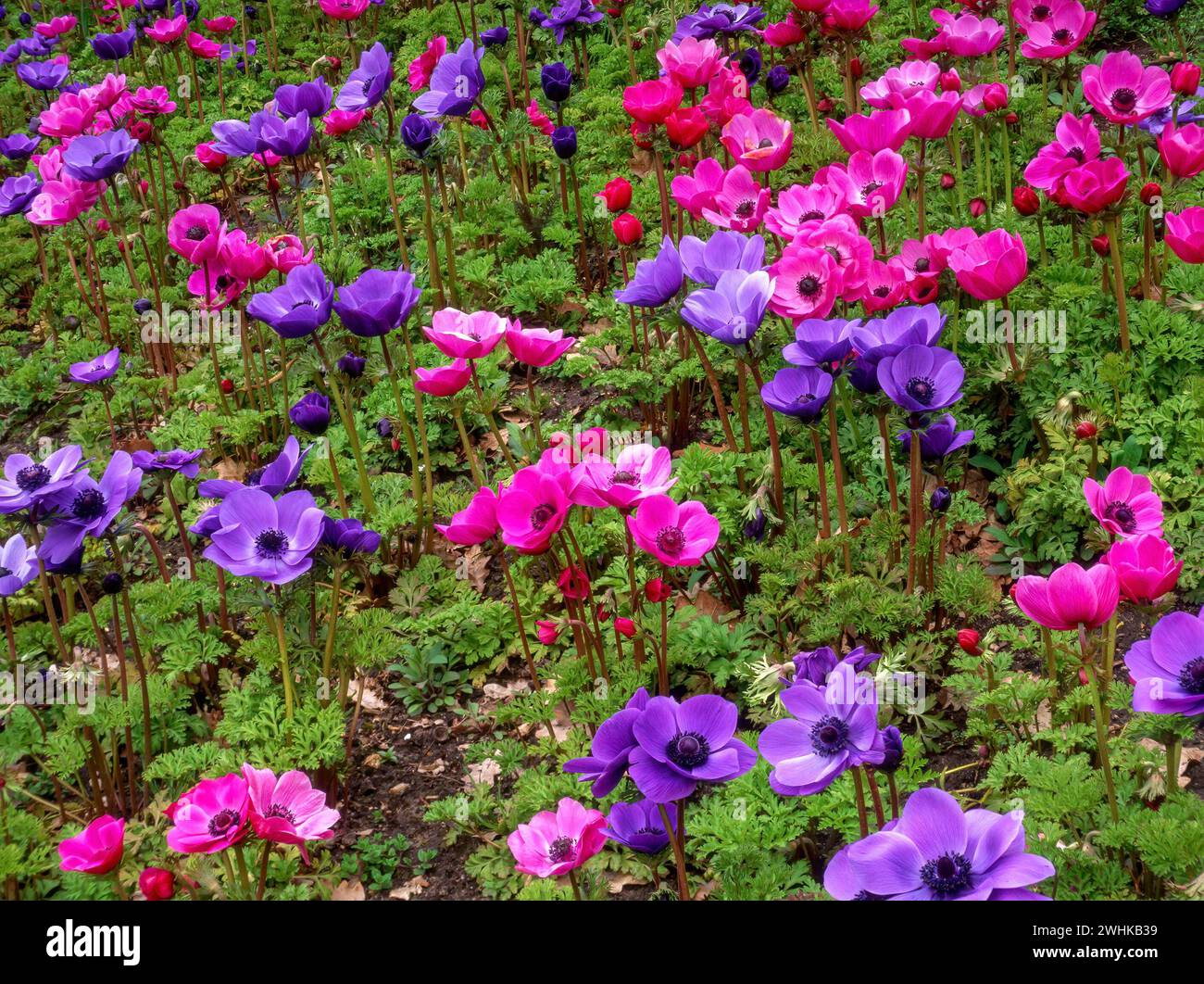 Pretty Anemone 'Sylphide' (rosa) & 'Mr Fokker' (blau) Blumen (alias Poppy Anemones) im englischen Gartenblumenbeet, England, Großbritannien Stockfoto