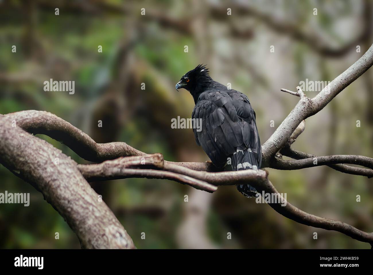 Schwarzfalkenadler (Spizaetus tyrannus) Stockfoto