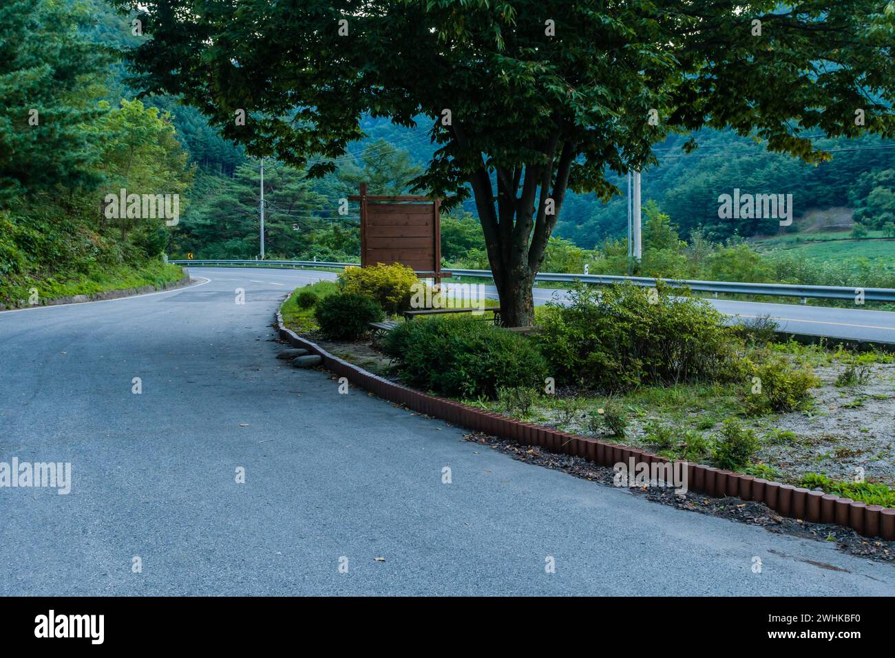 Großer Baum mit üppig grünen Blättern und Parkbänke an der Raststation auf zwei Landstraßen Stockfoto