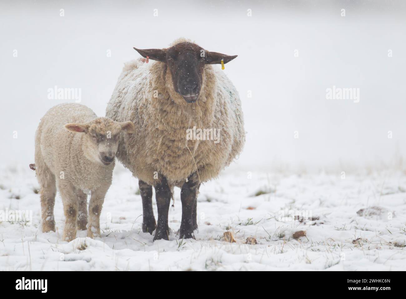 Hausschafe (Ovis aries), ausgewachsenes Mutterschaf und Junglamm auf einem schneebedeckten Grasfeld, England, Vereinigtes Königreich Stockfoto