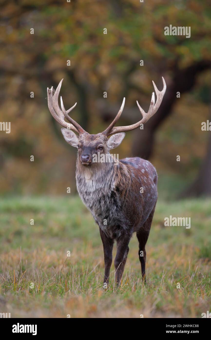 Sika-Hirsch (Cervus nippon), ausgewachsener männlicher Bock, der im Herbst am Rande eines Waldes steht, England, Vereinigtes Königreich Stockfoto