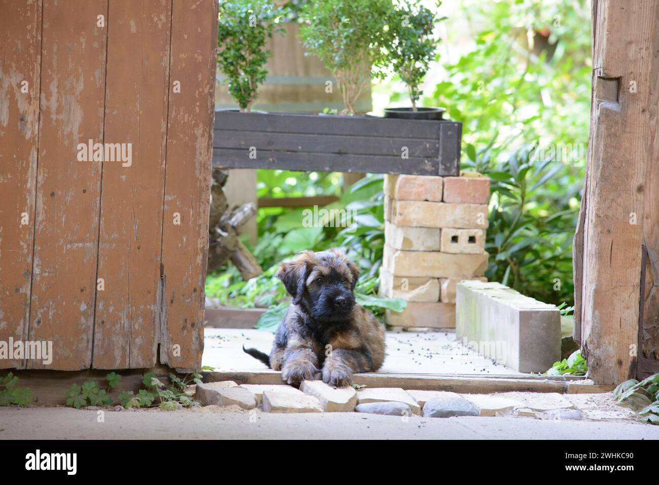 Ein neugieriger Welpe schaut aus einem Türrahmen in einem grünen Garten, Briard (Berger de Brie), Welpe, 8 Wochen alt Stockfoto