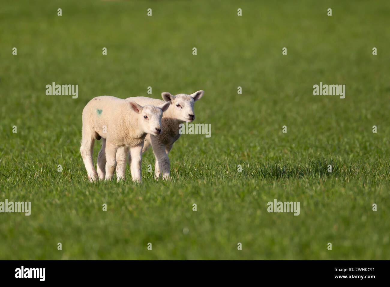 Hausschafe (Ovis aries) zwei junge Lämmer Nutztiere auf einem Grasfeld, England, Vereinigtes Königreich Stockfoto