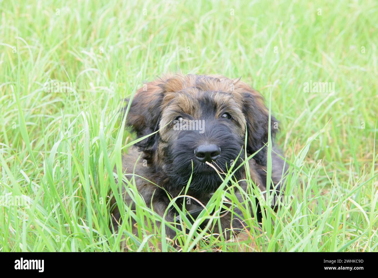 Ein verspielter Welpe versteckt sich im hohen Gras und sieht neugierig aus, Briard (Berger de Brie), Welpe, 8 Wochen alt Stockfoto