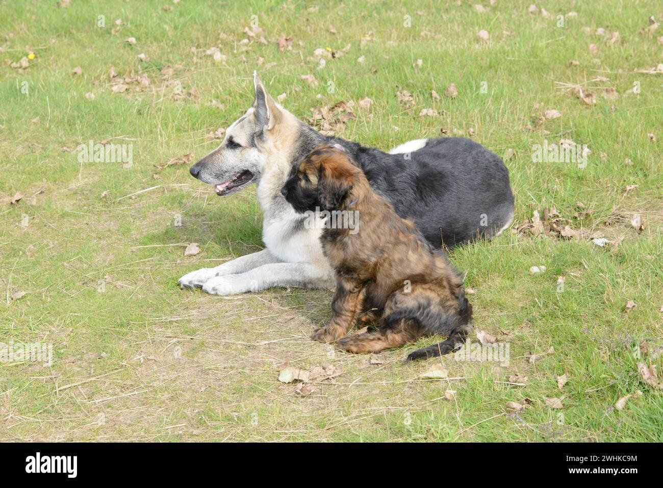 Ein Welpe und ein älterer Hund spielen zusammen auf einer Wiese, Briard (Berger de Brie), Welpe, 8 Wochen alt Stockfoto