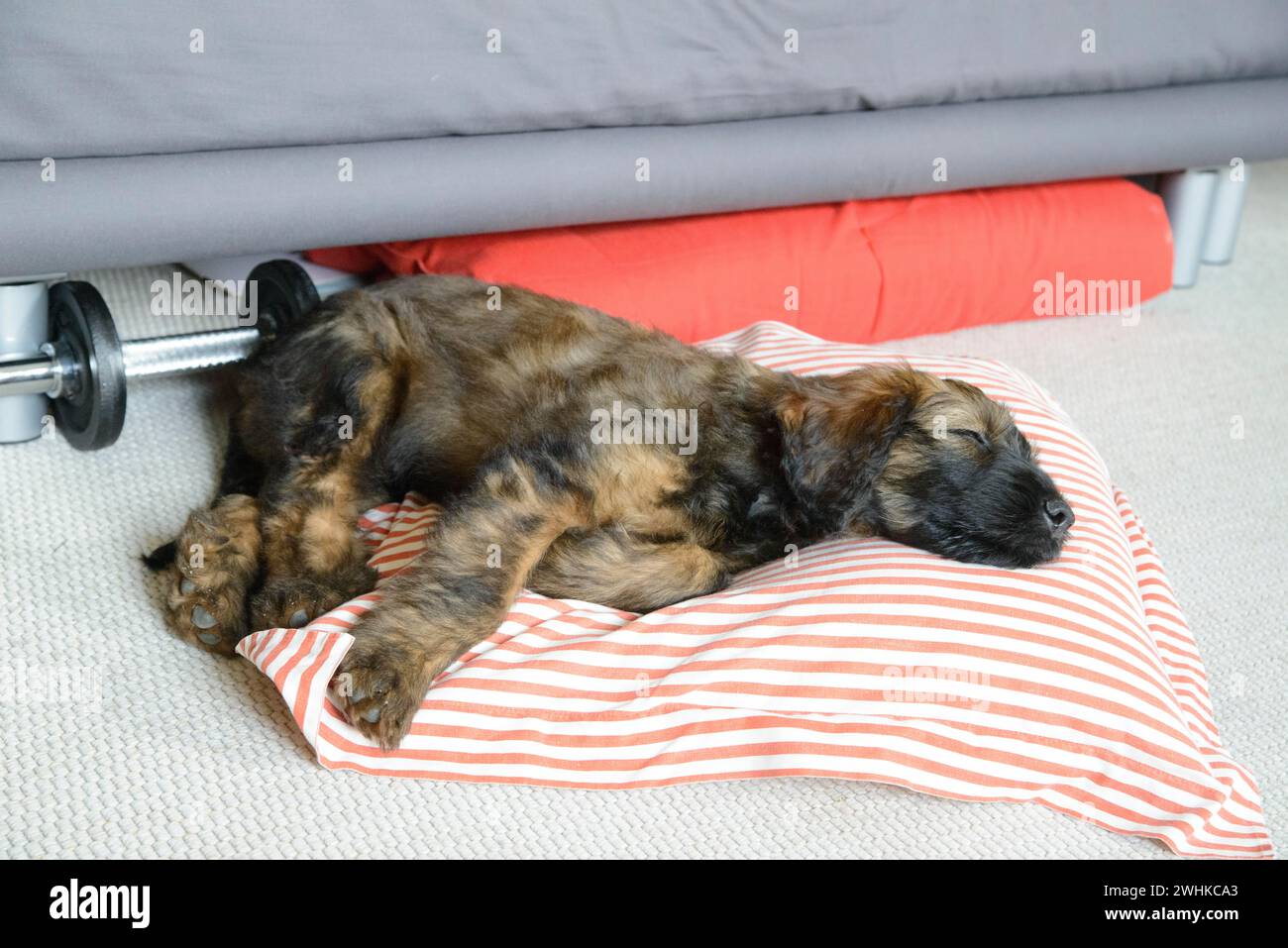 Ein Hund liegt auf einem gestreiften Kissen unter einem grauen Sofa neben einer Hantel, Briard (Berger de Brie), Welpe, 8 Wochen alt Stockfoto