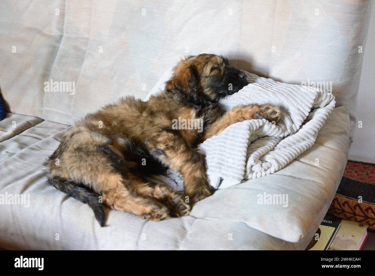 Ein entspannter Welpe liegt auf einem Bett mit Kissen und schaut zur Seite, Briard (Berger de Brie), Welpe, 8 Wochen alt Stockfoto