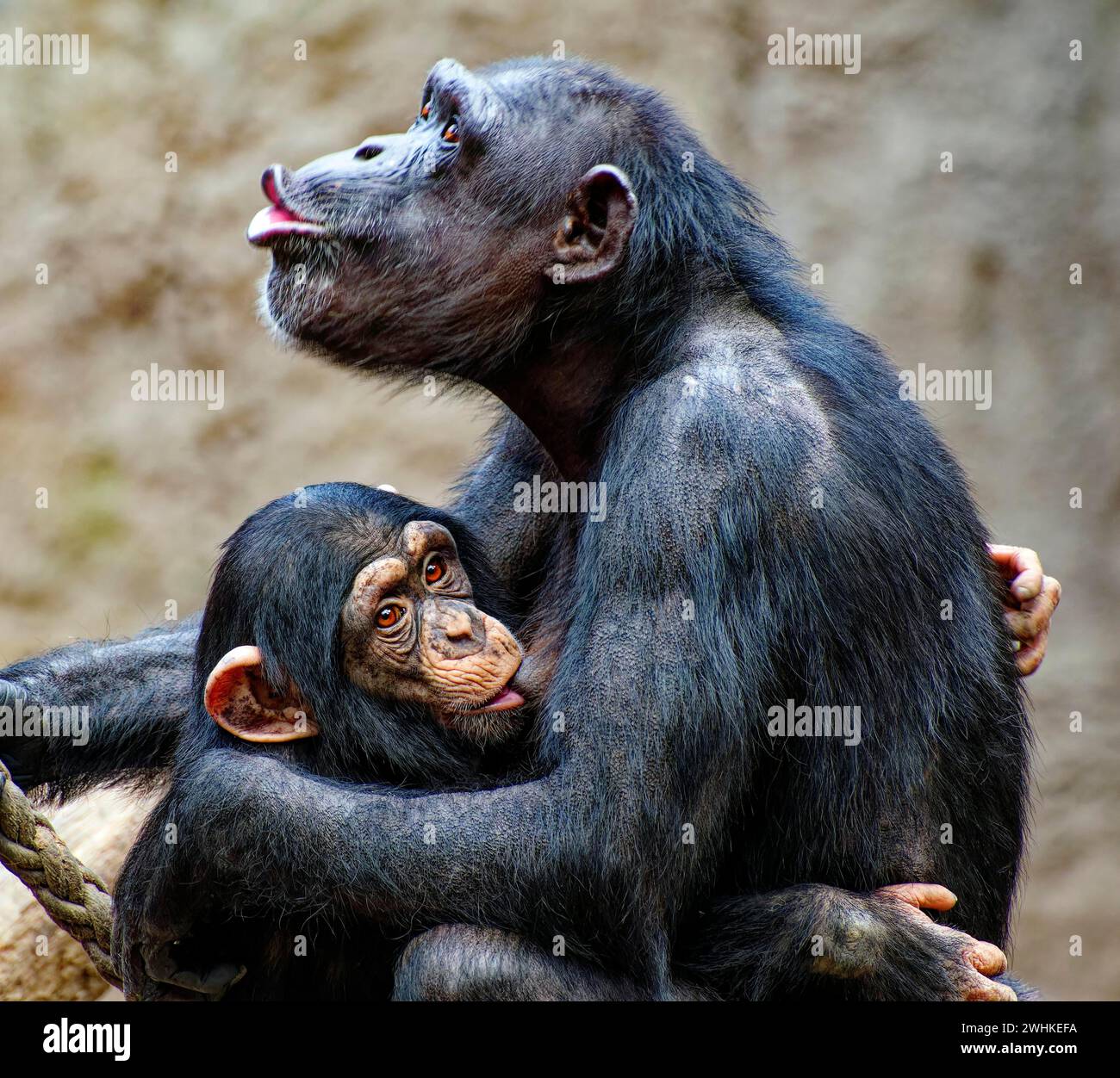 Tierporträt, aufgeregt westlicher Schimpansen (Pan troglodytes verus) genannt, saugt sein junges, gefangenes, Verteilung in Zentral- und Westafrika Stockfoto
