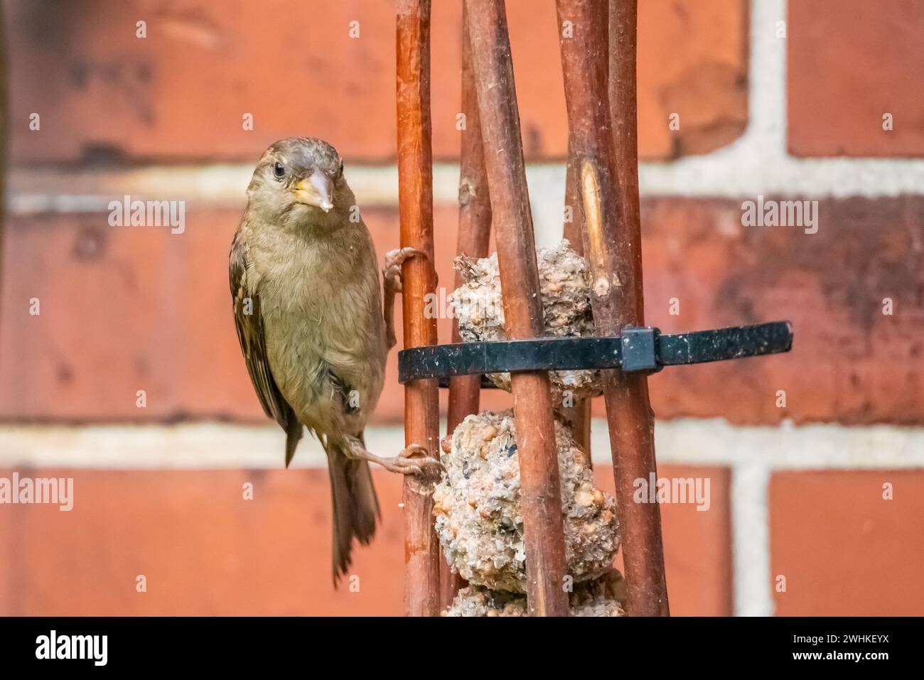 Haussperling Stockfoto