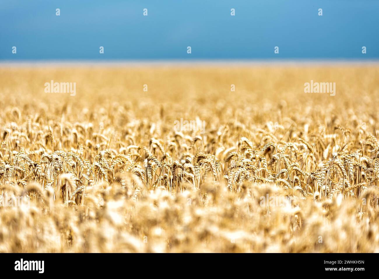Korn auf einem Feld in Europa Stockfoto