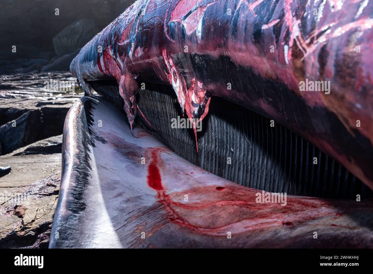 Foz, Spanien. März 2023. Finback Wale strandeten am 28. Dezember 2023 vor der Küste von Foz zwischen castro de fazouro und Pampillosa. Der Wal Stockfoto