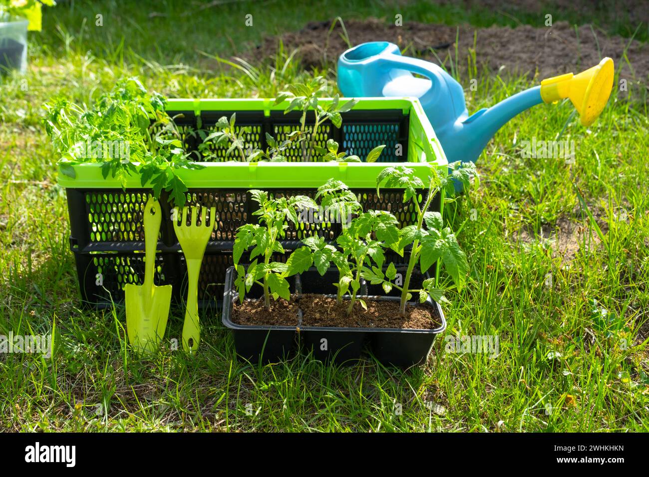 Setzlinge von Tomaten in Torfgläsern in der Schublade zum Anpflanzen auf einem Gartenbeet im Frühjahr. Stockfoto