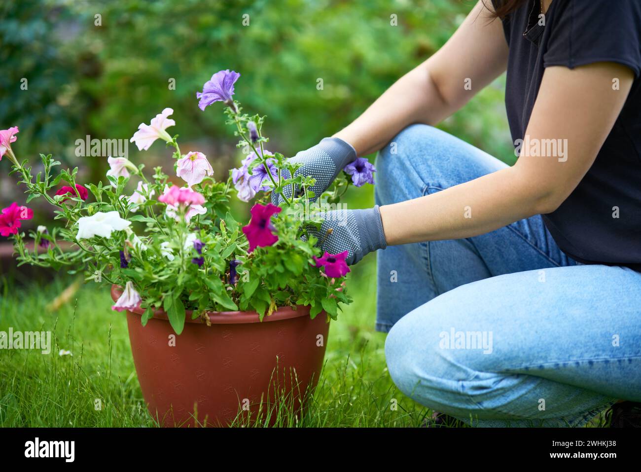 Zugeschnittenes Bild einer Frau, die Blumen im Garten pflanzt, Nahaufnahme. Gartenbau und Blumenzucht. Stockfoto