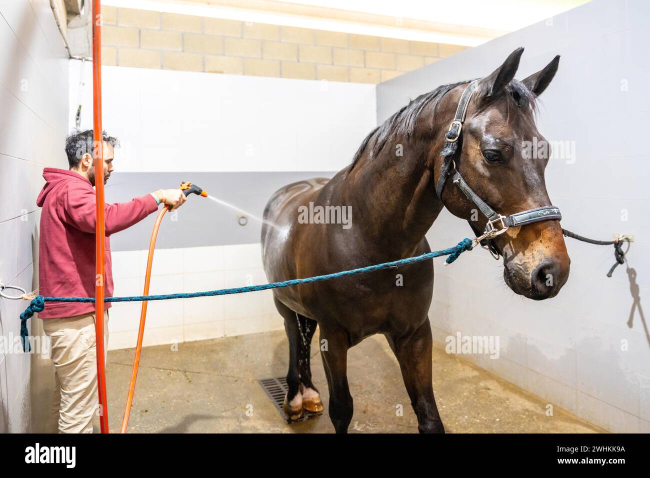 Der kaukasier, der in einem Rehabilitationszentrum der Hydrotherapie ein Pferd mit Wasser wäscht Stockfoto