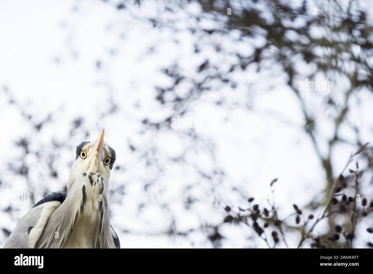 Graureiher (Ardea cinerea), Tierporträt, Herbstbokeh, Hessen, Deutschland Stockfoto