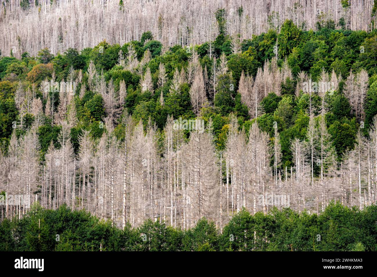 Waldrückgang aufgrund der globalen Erwärmung Stockfoto