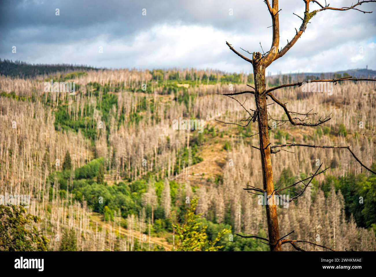 Waldrückgang aufgrund der globalen Erwärmung Stockfoto