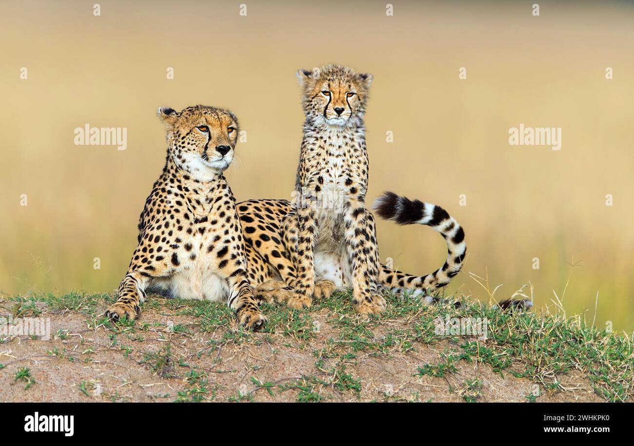 Gepard (Acinonyx Jubatus) Stockfoto