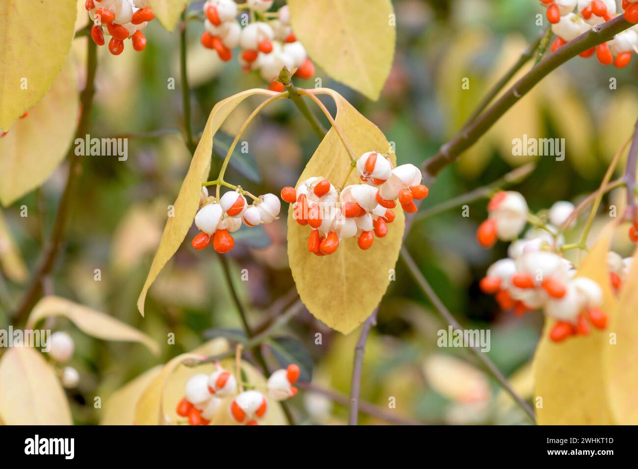 Immergrüne Spindelbuchse (Euonymus fortunei 'Vegetus'), Buergerwiese, Bundesrepublik Deutschland Stockfoto