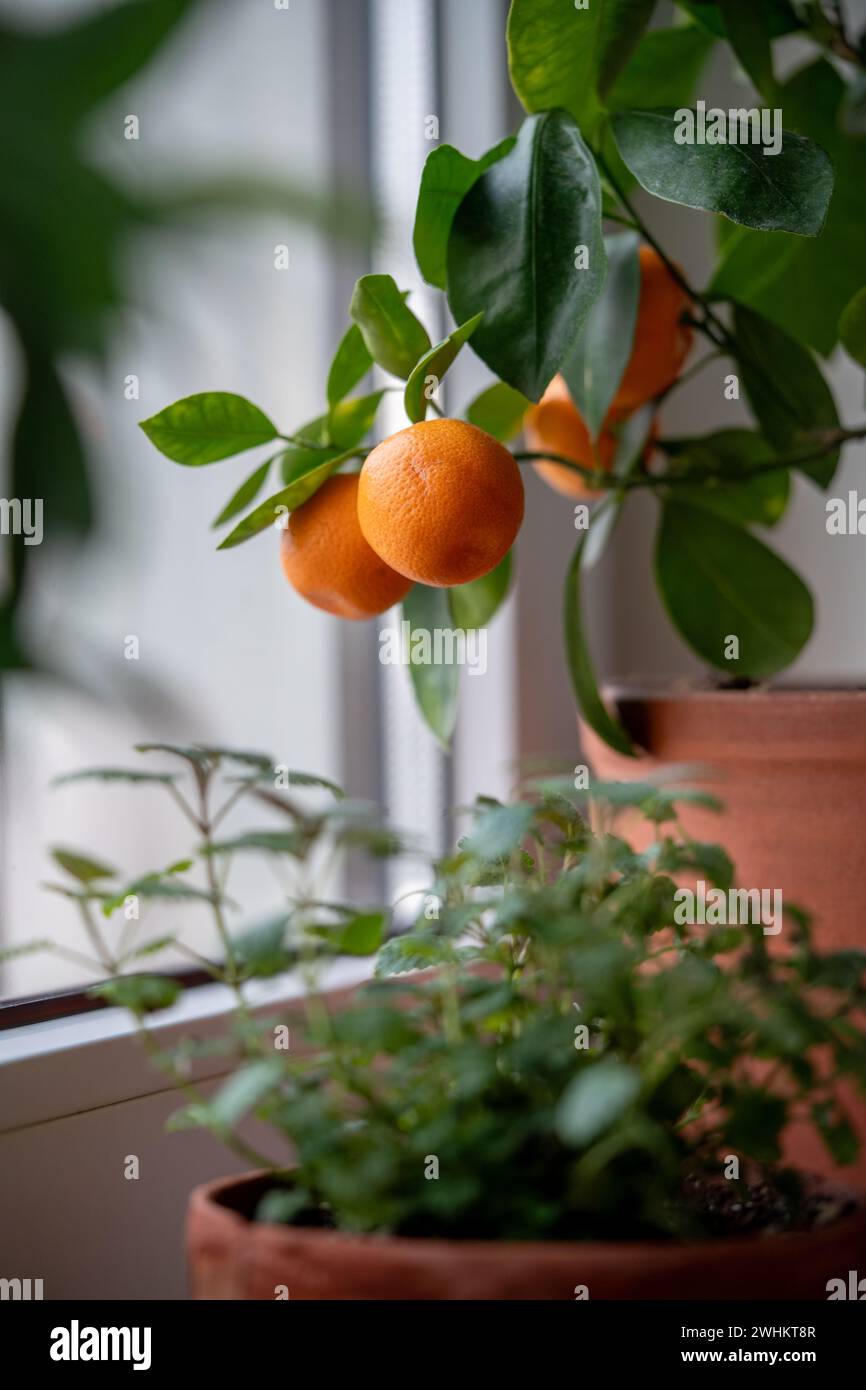 Mandarinenbaum mit Früchten im Terrakotta-Topf auf Fensterbank zu Hause. Calamondin-Zitruspflanze. Stockfoto