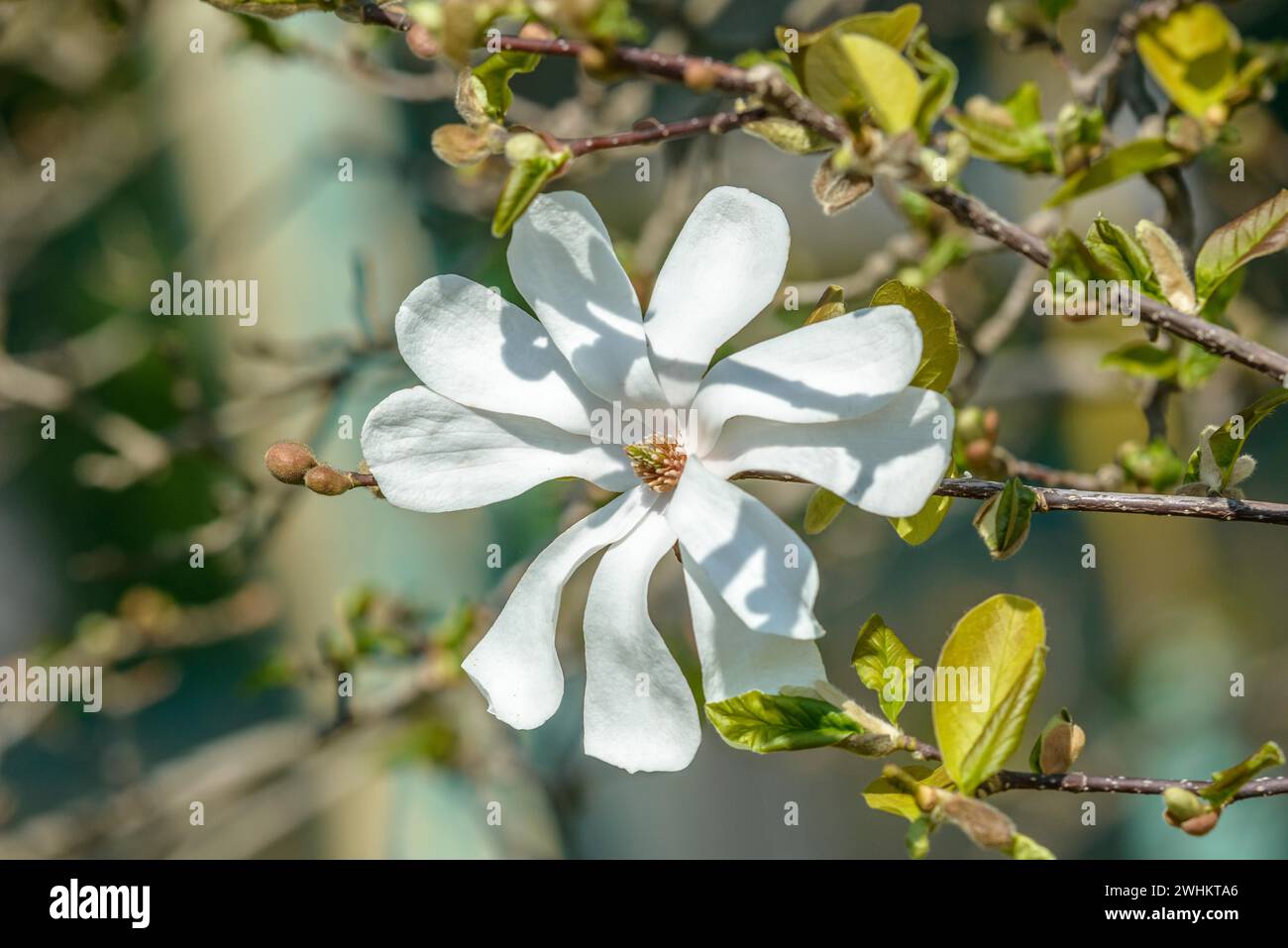 Löwenner-Magnolie (Magnolia x loebneri 'Merrill'), Wilhelma, Bundesrepublik Deutschland Stockfoto