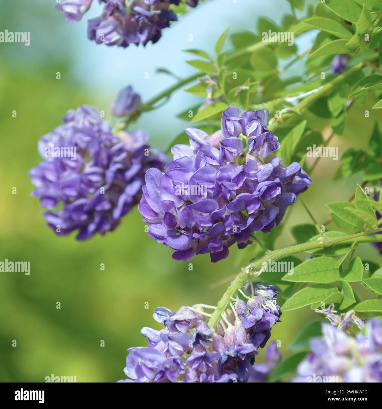 Amerikanischer blauer Regen (Wisteria frutescens „Longwood Purple“), Sächsisches Landesamt für Umwelt, Landwirtschaft und Geologie, Bundesrepublik Deutschland Stockfoto