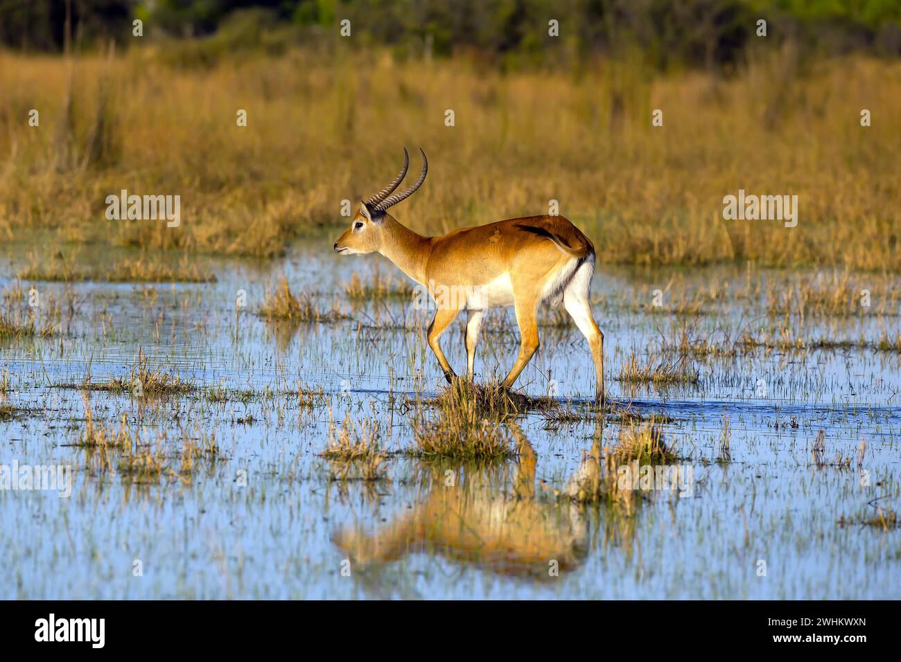 Rotes Hartebeest, Afrika, Botswana (Kobus leche), Okovango Delta Stockfoto