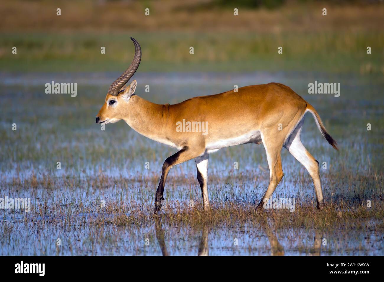 Rotes Hartebeest, Afrika, Botswana (Kobus leche), Okovango Delta Stockfoto