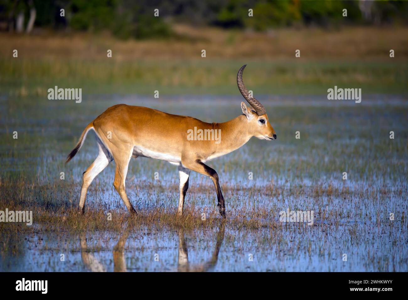 Rotes Hartebeest, Afrika, Botswana (Kobus leche), Okovango Delta Stockfoto
