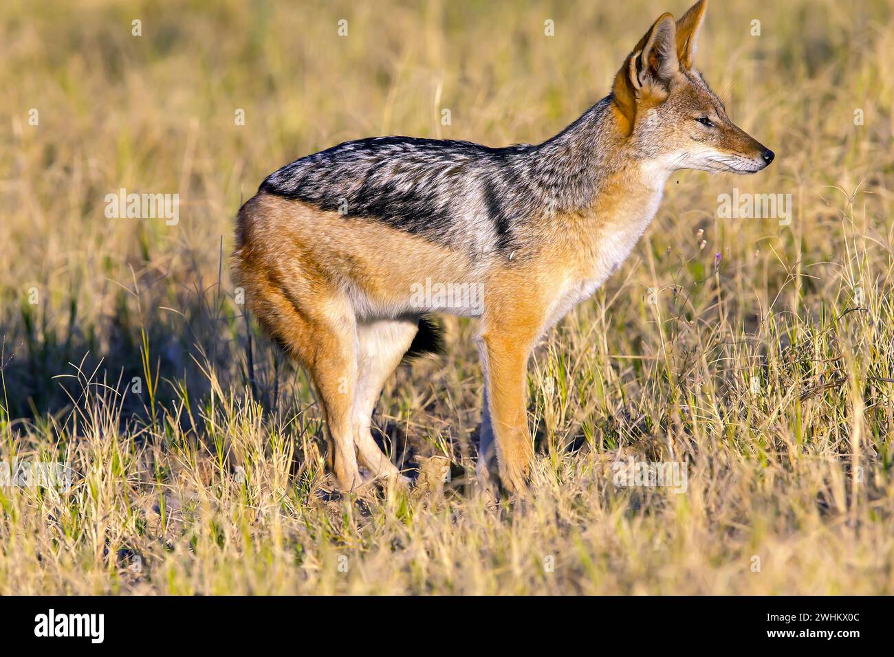 Afrika, Botswana, Schwarzschakal (Canis mesomelis), Botswana, Botswana Stockfoto