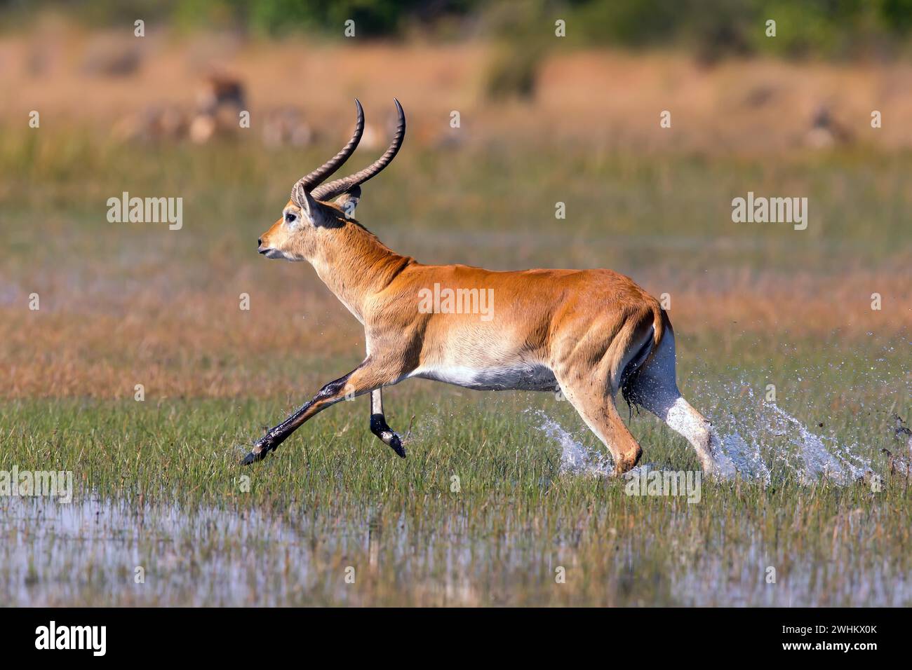 Rotes Hartebeest, Afrika, Botswana (Kobus leche), Okovango Delta Stockfoto