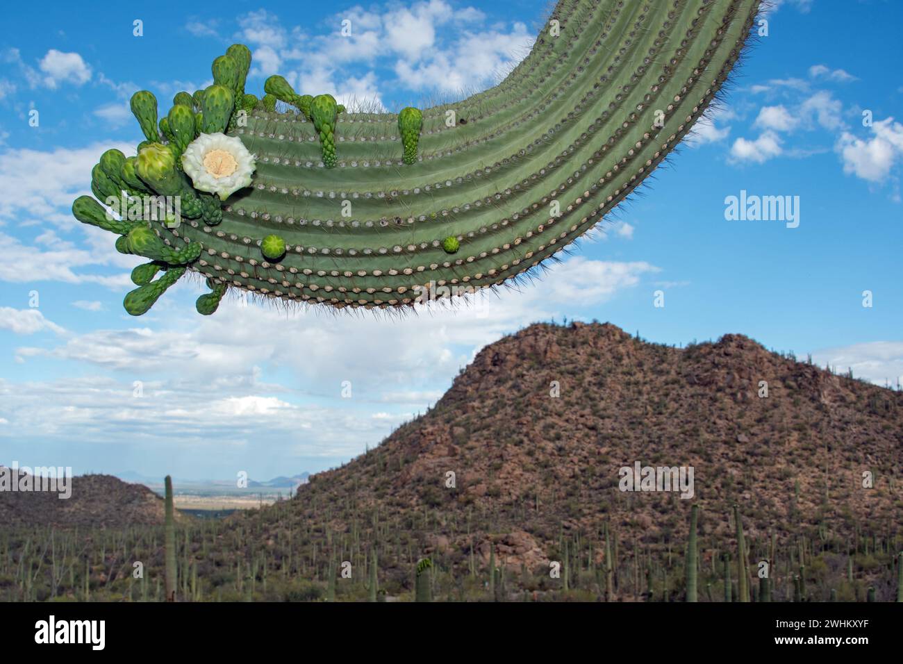 Saguaro-Kaktusblüte (Carnegiea gigantea) Stockfoto