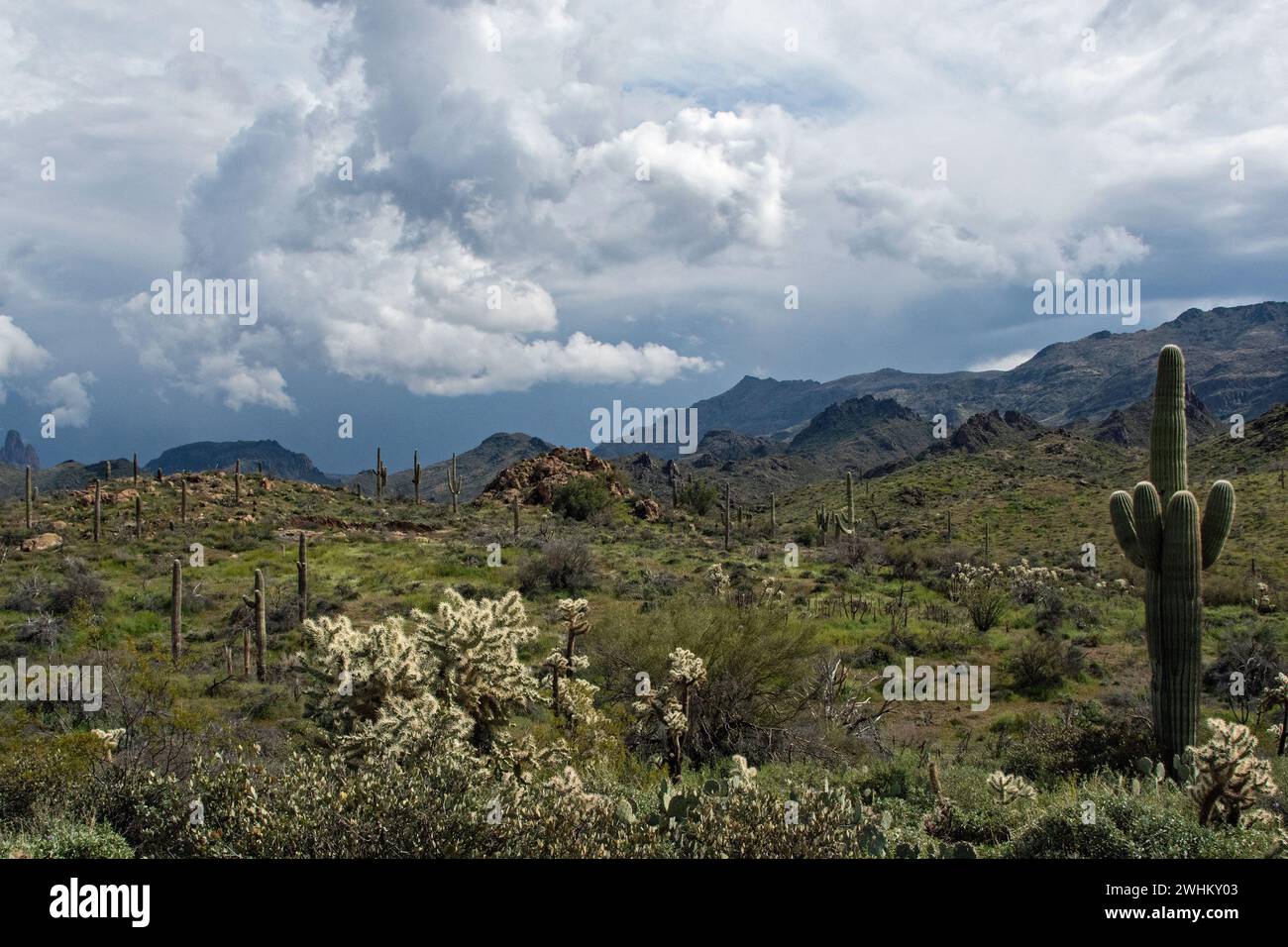 Sonora Wüste in der Superstition Mountain Wilderness Stockfoto