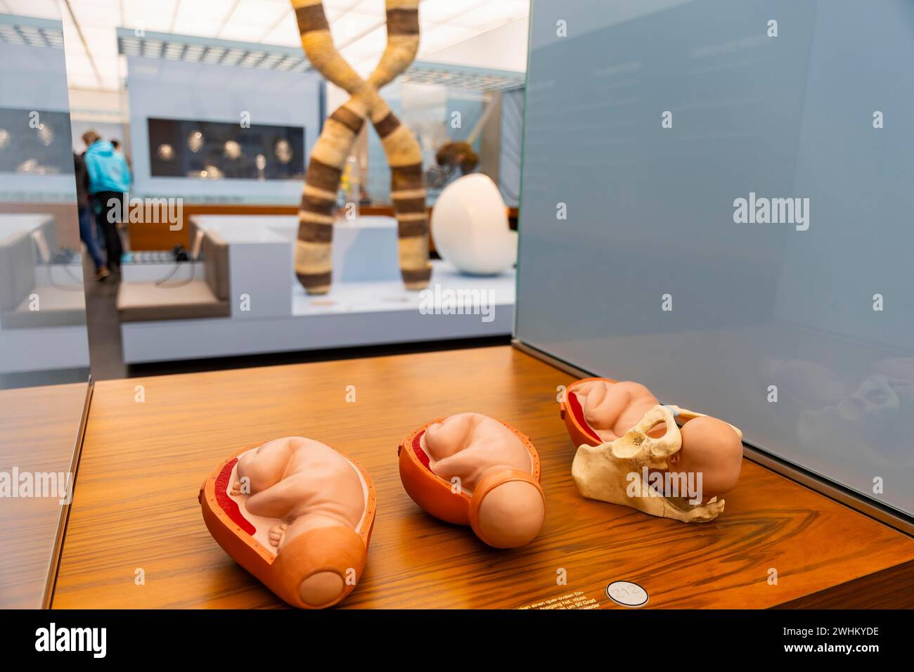 Das 1912 gegründete Deutsche Hygiene-Museum ist ein Museum in Dresden. Sie versteht sich als öffentliches Forum für Wissenschaft, Kultur und Gesellschaft. Geburtsphasen Stockfoto