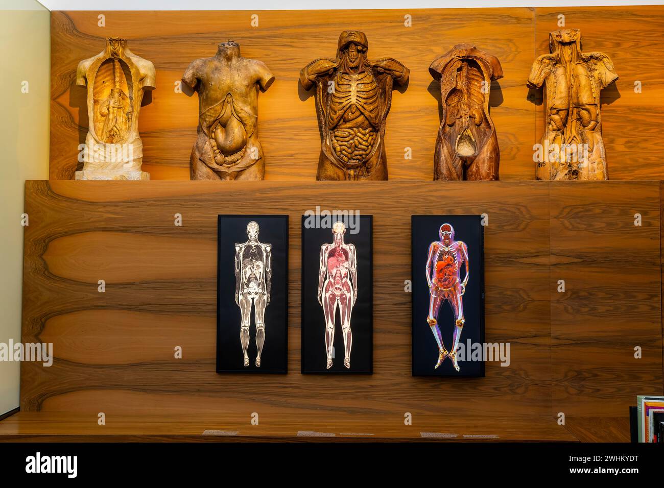 Das 1912 gegründete Deutsche Hygiene-Museum ist ein Museum in Dresden. Sie versteht sich als öffentliches Forum für Wissenschaft, Kultur und Gesellschaft Stockfoto