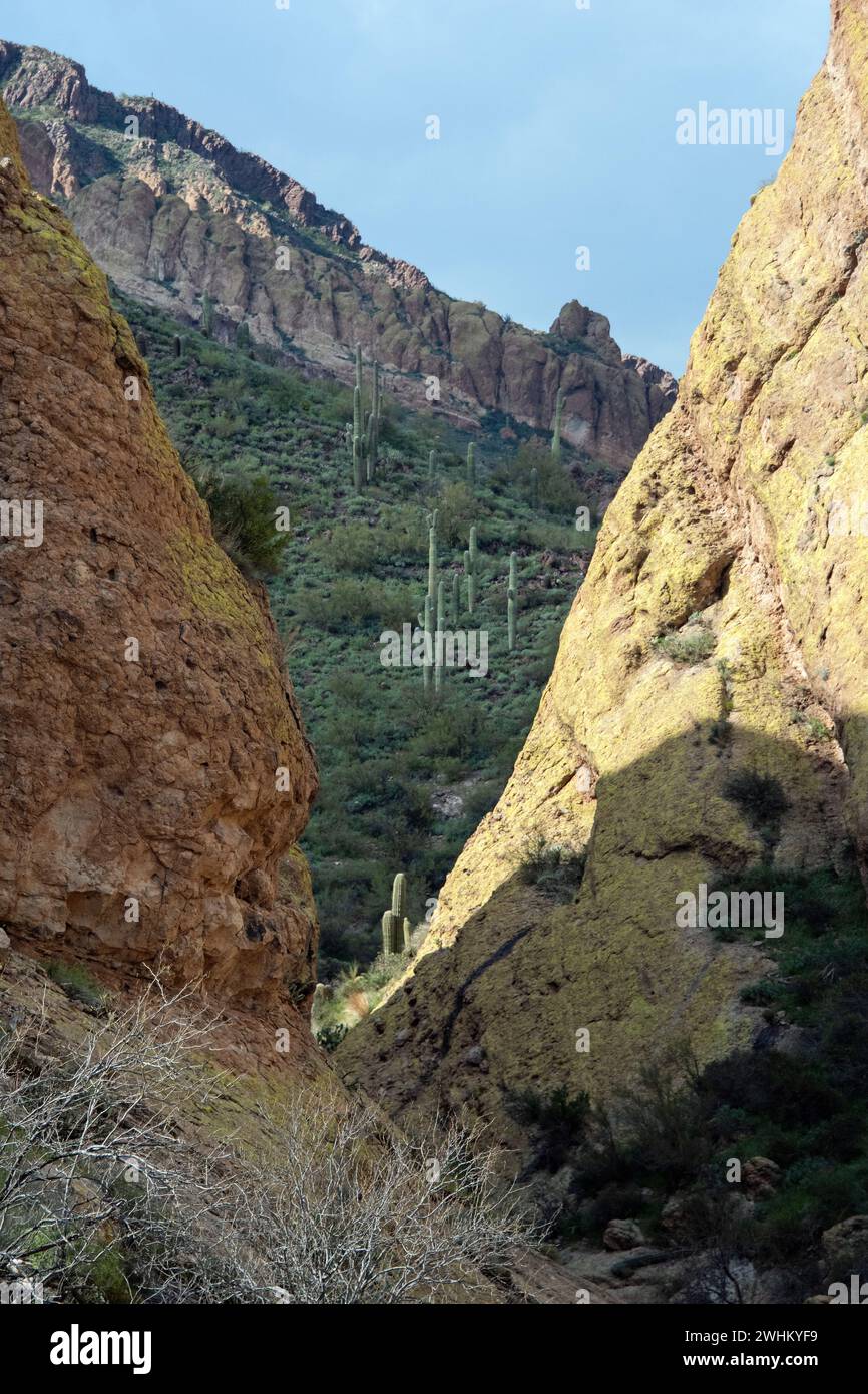 Sonora Wüste in der Superstition Mountain Wilderness Stockfoto