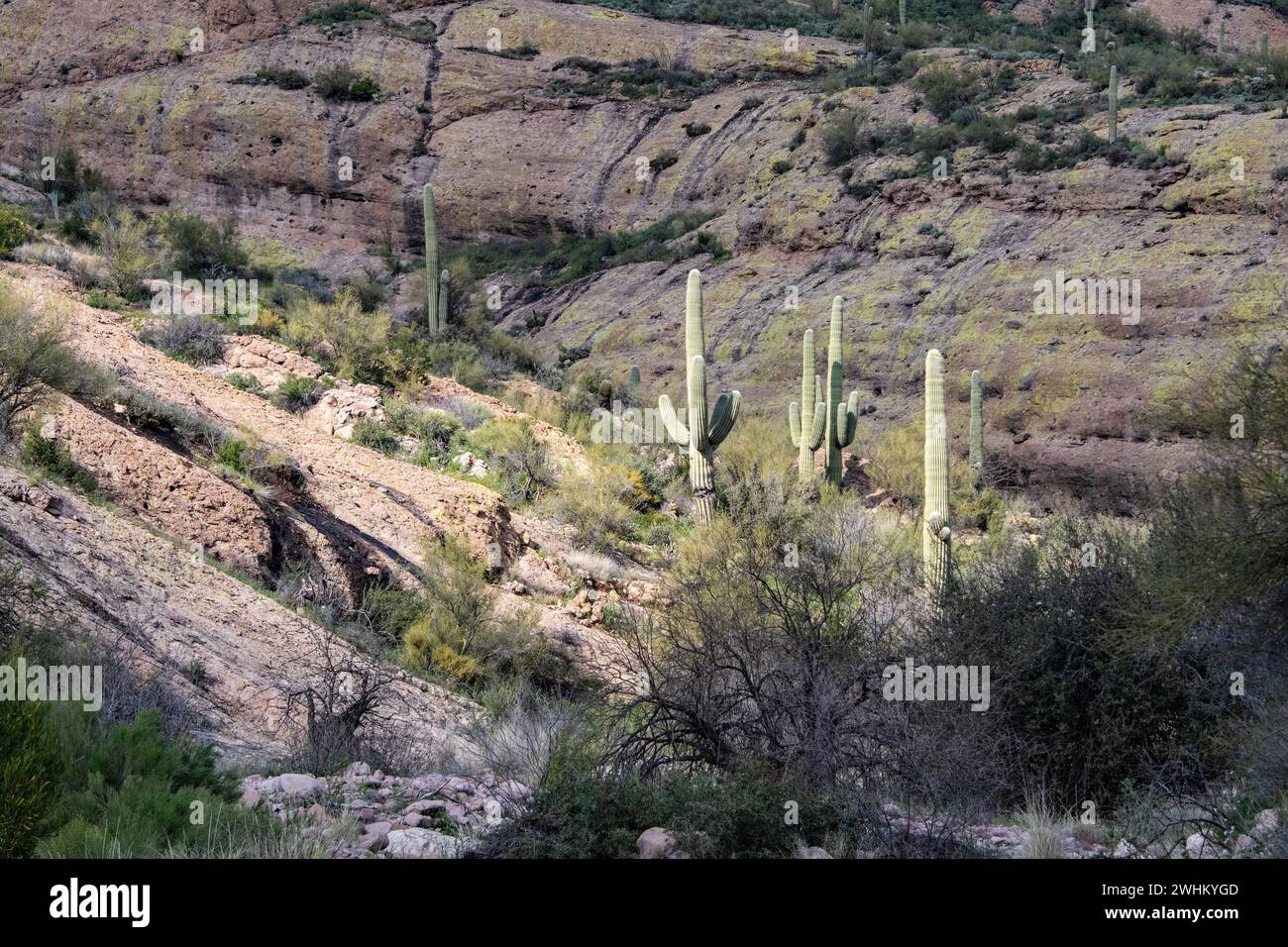 Sonora Wüste in der Superstition Mountain Wilderness Stockfoto
