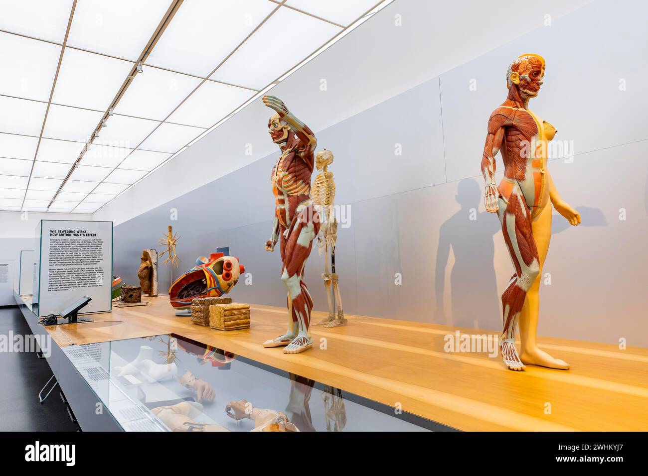 Das 1912 gegründete Deutsche Hygiene-Museum ist ein Museum in Dresden. Sie versteht sich als öffentliches Forum für Wissenschaft, Kultur und Gesellschaft Stockfoto