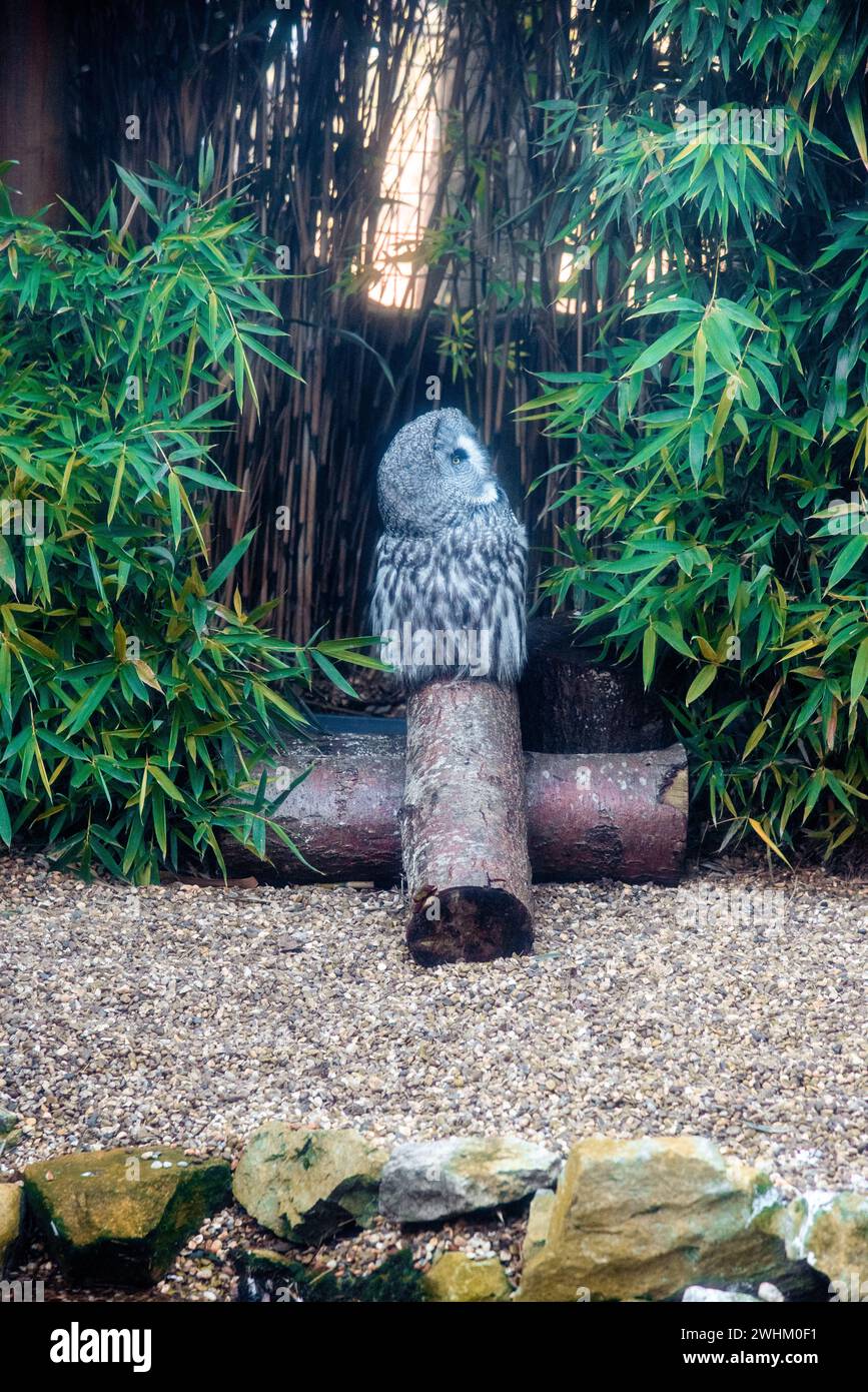 Große graue Eule im Zoo von Colchester Stockfoto