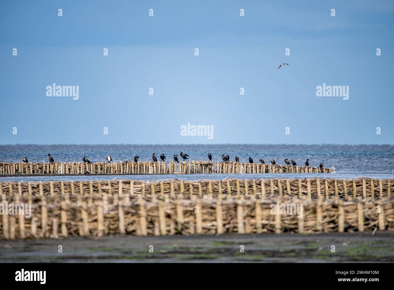 Kormorane im Wattenmeer Stockfoto