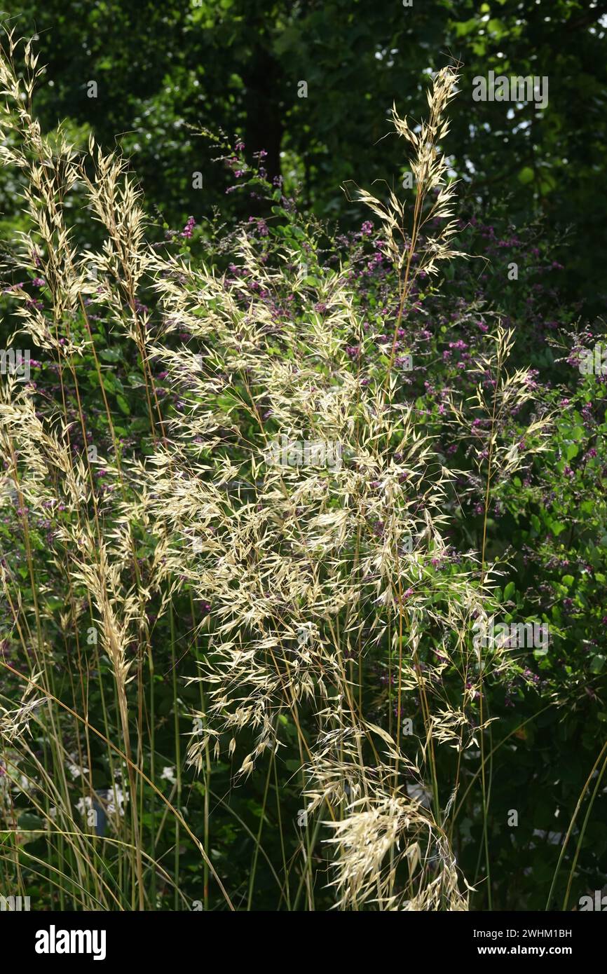 Stipa-Lachenkäse, Speergras Stockfoto