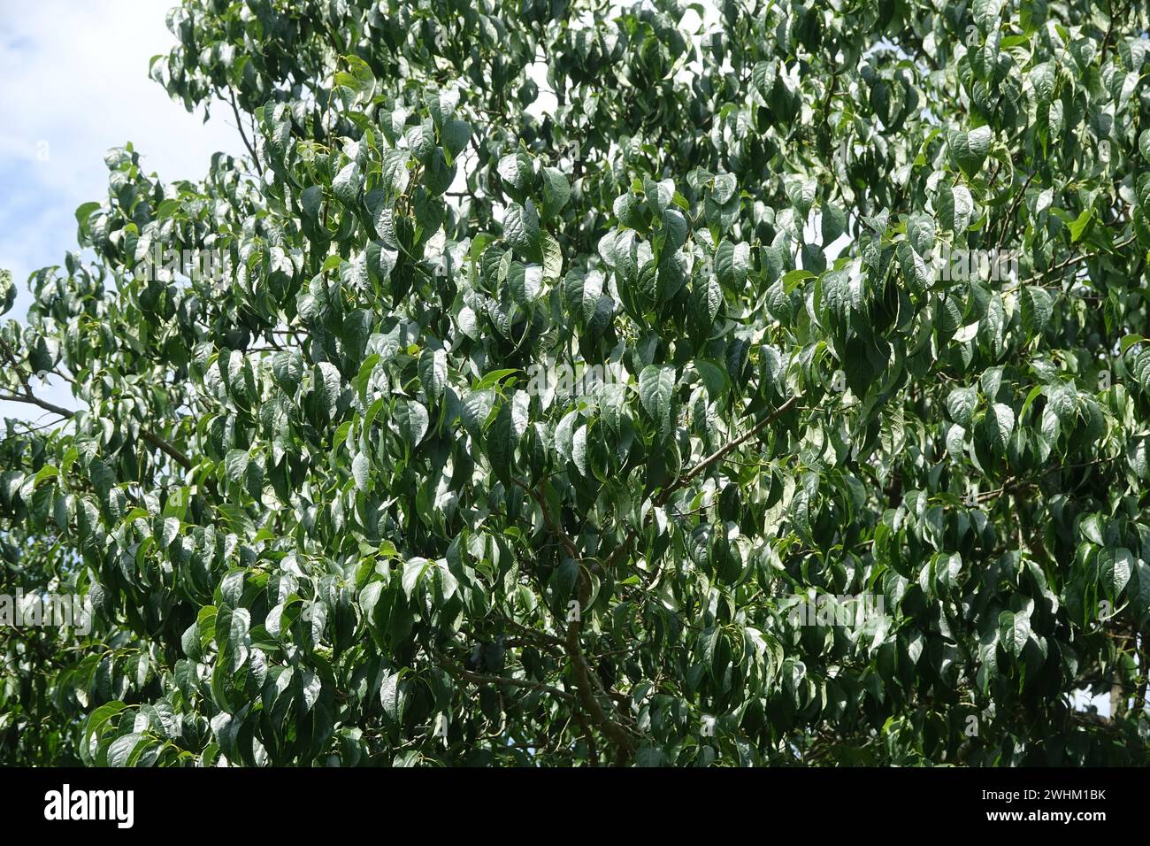 Eucommia ulmoides, chinesischer Gummibaum Stockfoto