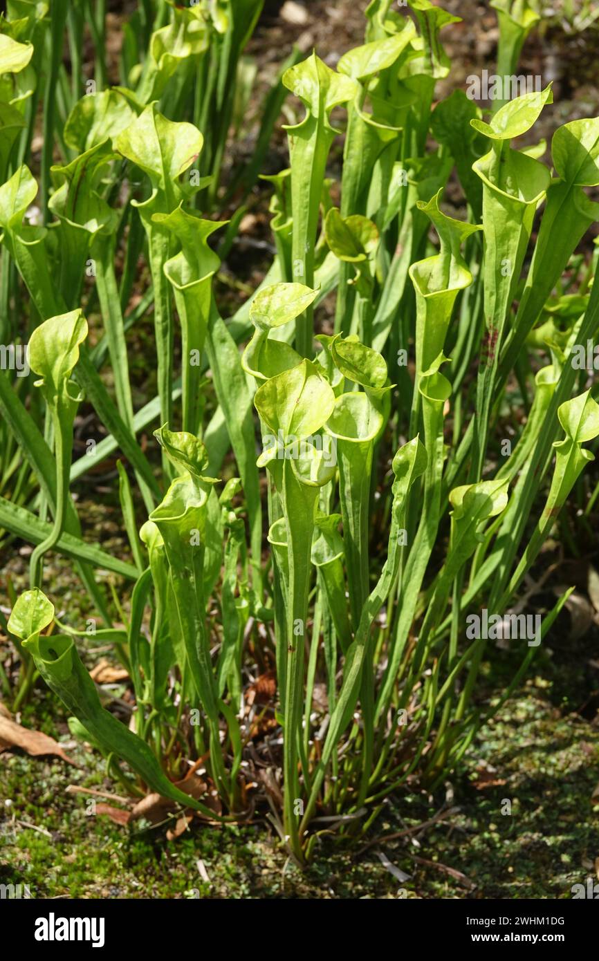 Sarracenia flava, gelbe Kannenpflanze Stockfoto