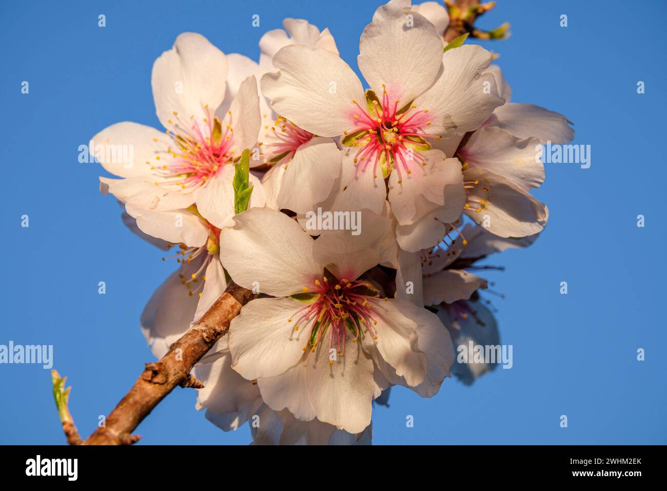 Mandelblüte Stockfoto