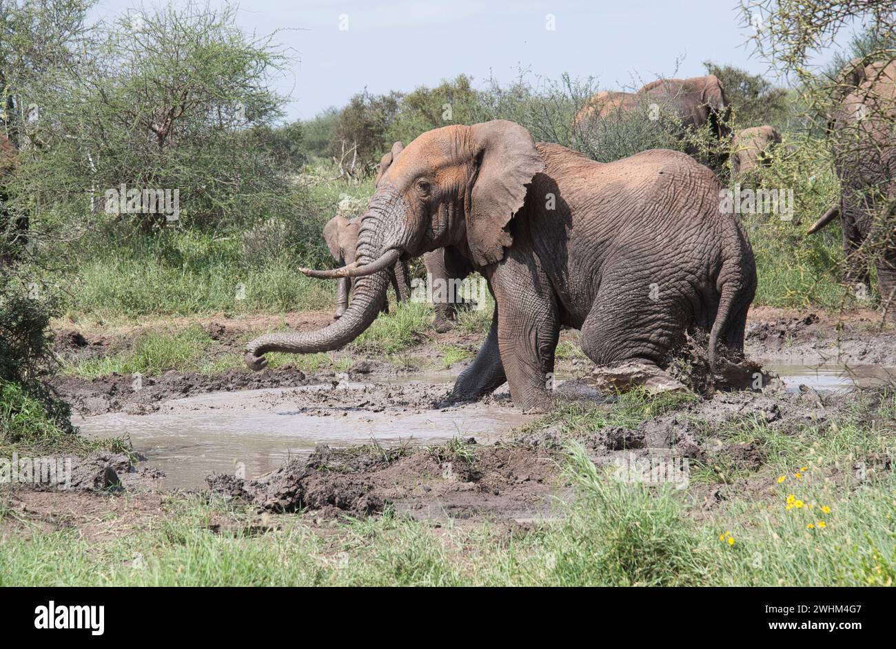 Afrikanischer Elefant (Loxodonta africana) bei einem Schlammbad an einem Wasserloch Stockfoto
