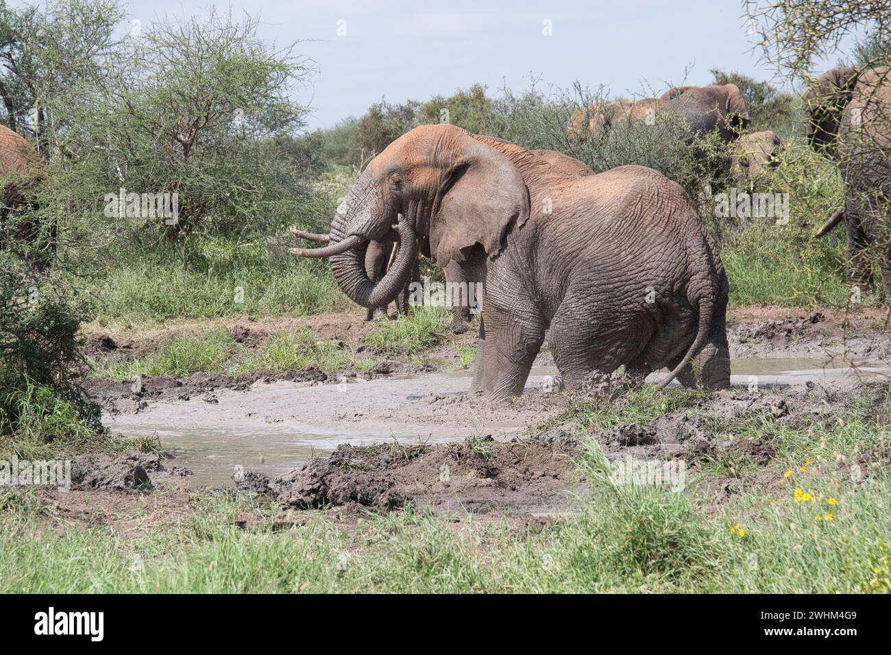 Afrikanischer Elefant (Loxodonta africana) bei einem Schlammbad an einem Wasserloch Stockfoto