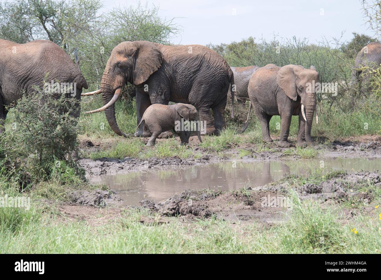 Afrikanischer Elefant (Loxodonta africana), eine gemischte Gruppe von Männchen, Weibchen und Kälbern an einem Wasserloch. Stockfoto