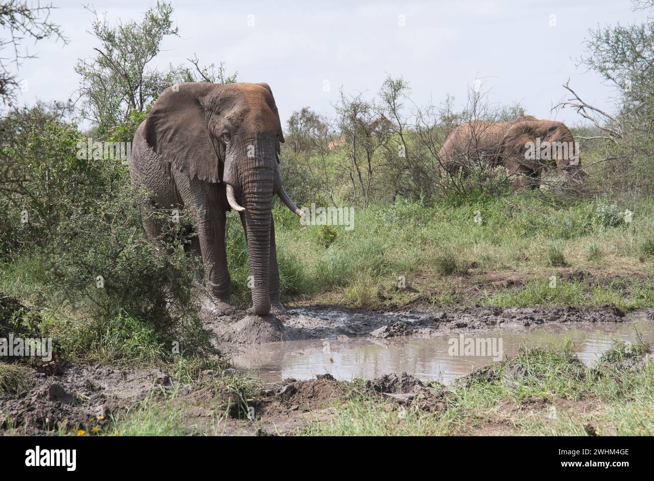 Afrikanischer Elefant (Loxodonta africana), eine kleine Herde, die ein Wasserloch besucht Stockfoto