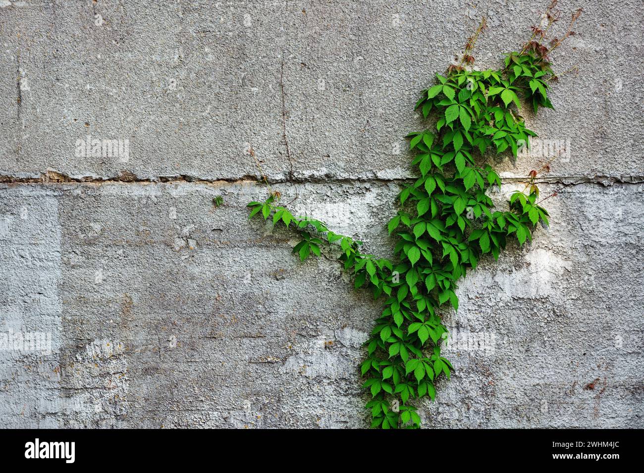 Ivy gegen Betonwand Stockfoto