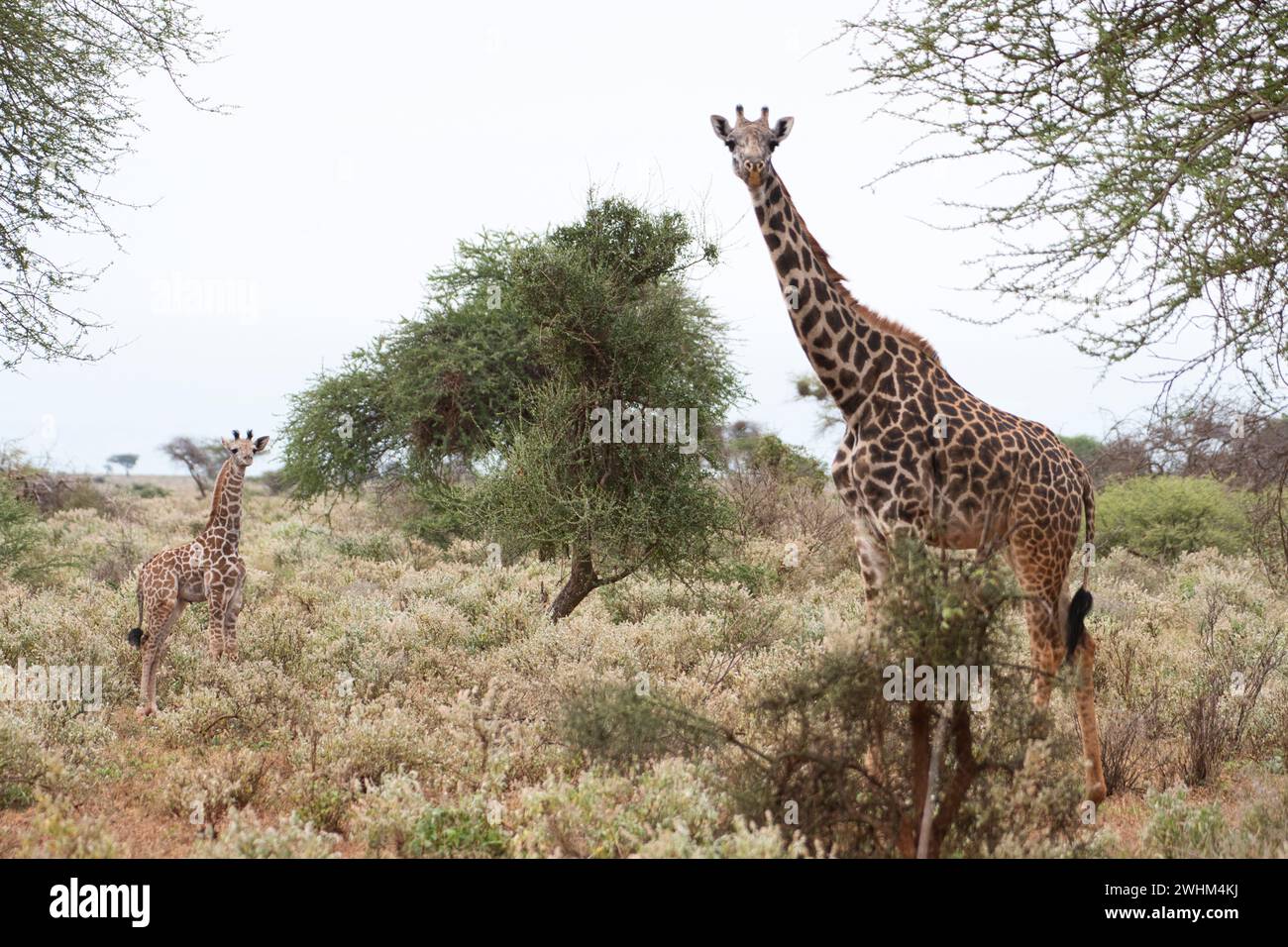 Masai Giraffe (Giraffa camelopardalis) Mutter und Jungkalb Stockfoto